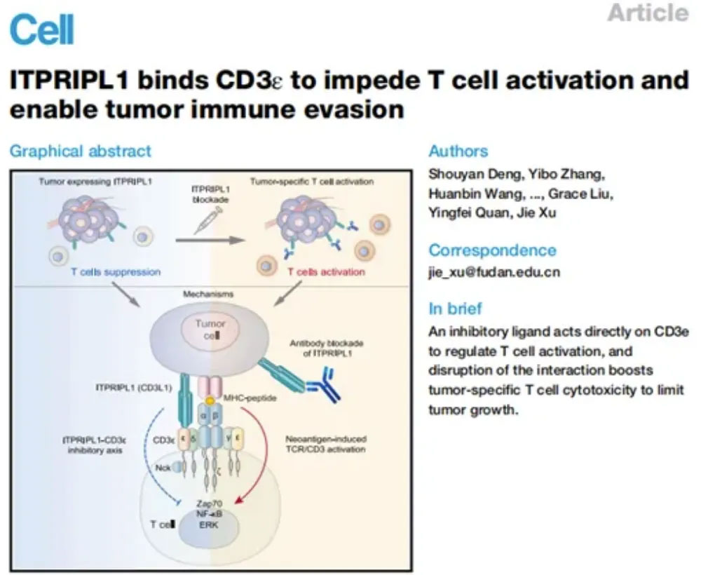 原始創新百花齊放：柏全生物ITPRIPL1、尋百會IGSF8、昂科免疫Siglec 10......